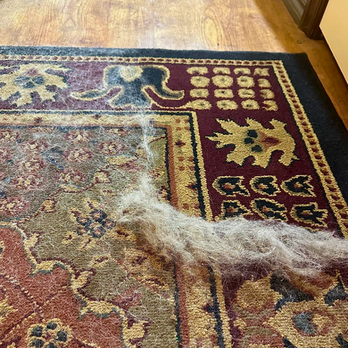 Éliminateur de poils d’animaux