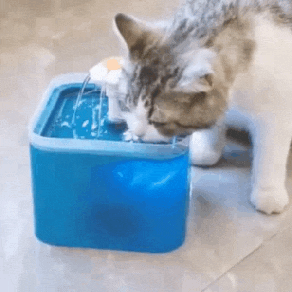 Fontaine à eau pour Chien et Chat